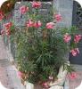 Oleander: verzorging en vermeerdering van een prachtige kuip- en terrasplant oleanders bloeien niet