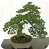bonsai bemesten soorten mest voor bonsaibomen npk stikstof fosfor en kalium meststoffen bemesting