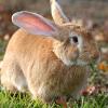 Soorten konijnen houden - tips fokken van konijnen aankoop