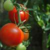 ecomaand - Biologisch tomaten kweken met biologische tomatenmest