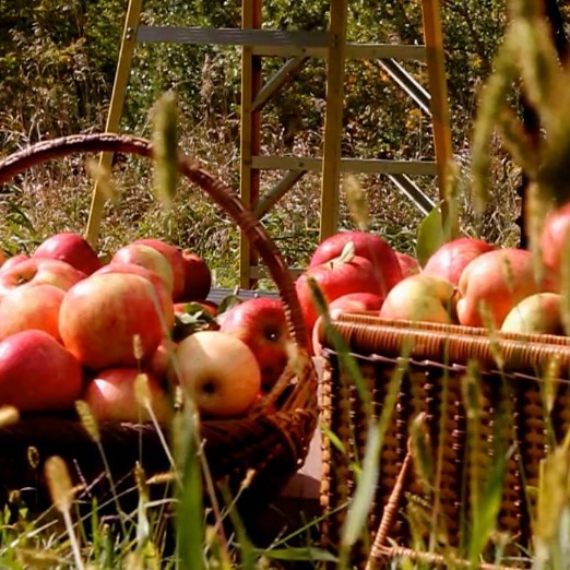 Soorten appelrassen en hun pluktijden: tips om appels te oogsten