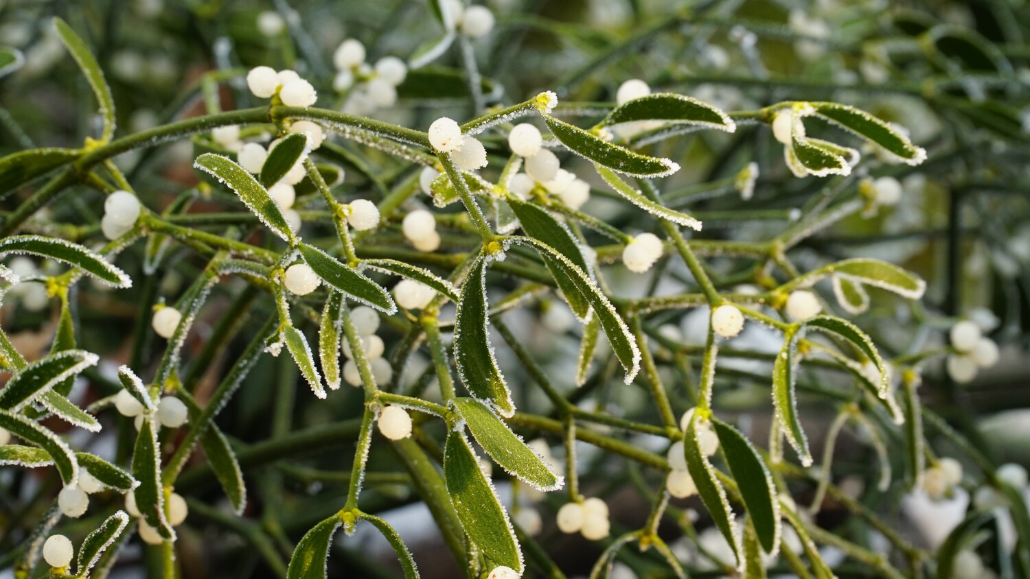 Maretak - mistletoe legende