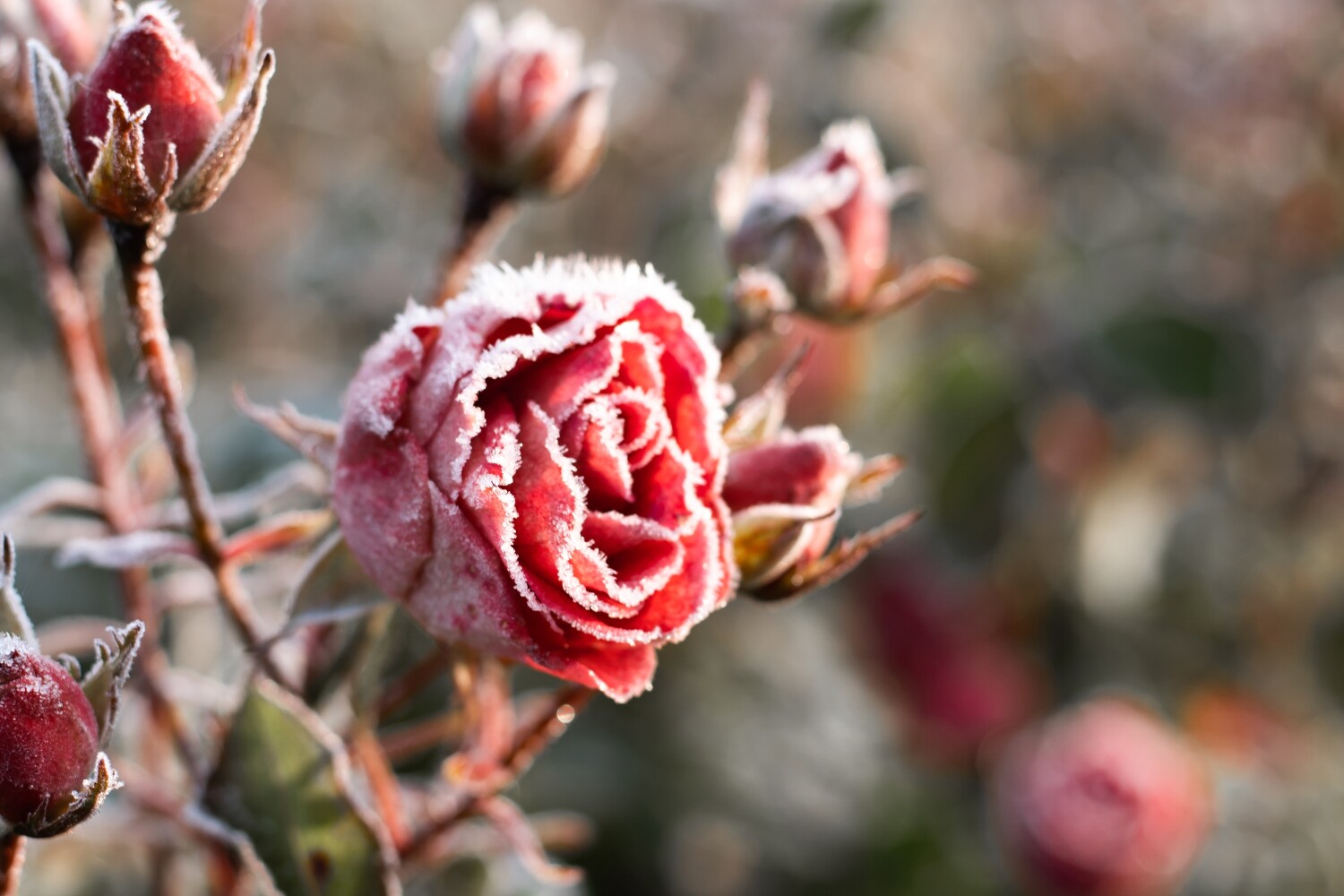 Rozen snoeien in de winter - wintersnoei rozen
