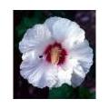 Hibiscus - altheastruik 