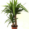 Kamerplant: Yucca of palmlelie