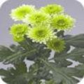 Chrysanthemum Osorno