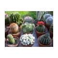 Cactussen potgrond