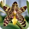 Ansellia africana of de mooi gevlekte luipaardorchidee
