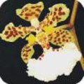 Oncidium orchidee of in de volksmond ook de tijgerorchidee