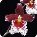 Vuylstekeara Cambria orchidee: een veredelde orchidee met veel kleuren.