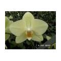 Kamerplant: Phalaenopsis of de vlinderorchidee