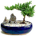 Wat is bonsai?