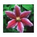 Clematis of bosrank