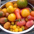Tomaten eten is gezond en zorgt voor kleiner risico op kanker door lycopeen