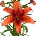Lilium Aziatische Grp ‘Red Sensation’