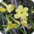 Jasminum nudiflorum of de winterjasmijn
