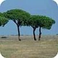 Tsuga canadensis of hemlockspar is een prachtige naaldboom die bij ons als sierboom in parken en op kerkhoven aangeplant wordt