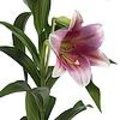 Lilium longiflorum ‘Pink Heaven’