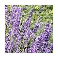 Lavendel - Lavandula officinalis gebruiken in de keuken als lavendelsuiker, lavendelhoning