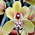 Cymbidium orchidee