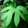 Tetrapanax papyrifer of rijstpapierplant is een exotisch ogende plant met enorm grote bladeren