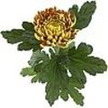 Chrysanthemum Fuego is een vernieuwende chrysant, die succesvol door de markt is geaccepteerd.