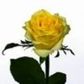 Snijrozen: snijroos Tara heeft grote, intens gele, kleurvaste bloemen