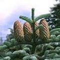 Abies procera of edelspar is een ideale kerstboom die lekker geurt en geen naalden verliest