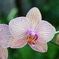 Tuinsfeer: orchideeën