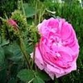 Rosa 'Cristata' - Mosroos 