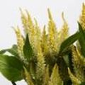 Celosia Celway: een Celosia spicata met aarvormige bloemen