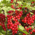Aalbessen of Ribes rubrum ook rode bes, trosbes of jenevers genoemd
