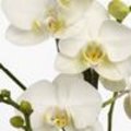 Phalaenopsis Ve White: een Phalaenopsis met meervoudig vertakte bloemtakken