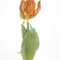 Parkiettulp Irene Parrot: een nieuwe tulp die op de bloemenveilingen wordt aangeboden
