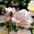 Soorten geurende rozen