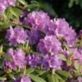 Verzorgingtips en bestrijdingtips bij veel voorkomende ziektebeelden van Rhododendron