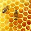 De honingbij… anders bekeken