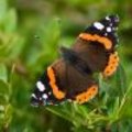Insecten: Vlinders in je tuin 