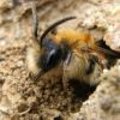Levenscyclus solitaire bijen