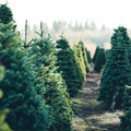 Laat je kerstboom ook verder leven na de feestdagen