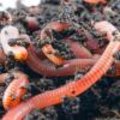 Soorten regenwormen