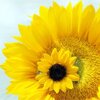 Zonnebloem: koningin van de zomerbloemen