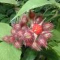 Bessentijd: de Japanse Wijnbes of Rubus phoenicolasius