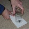 Spinnen verjagen