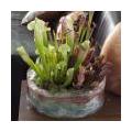 DIY-tip: Vleesetende planten met een sprankeling
