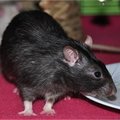 Ratten & muizen vangen