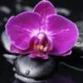 Verzorging van orchidee