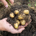 Aardappelen kweken: hoe en wanneer