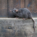 Barrière Radikal, de oplossing tegen ratten en muizen!