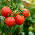 Heerlijke tomaten zaai je zelf!